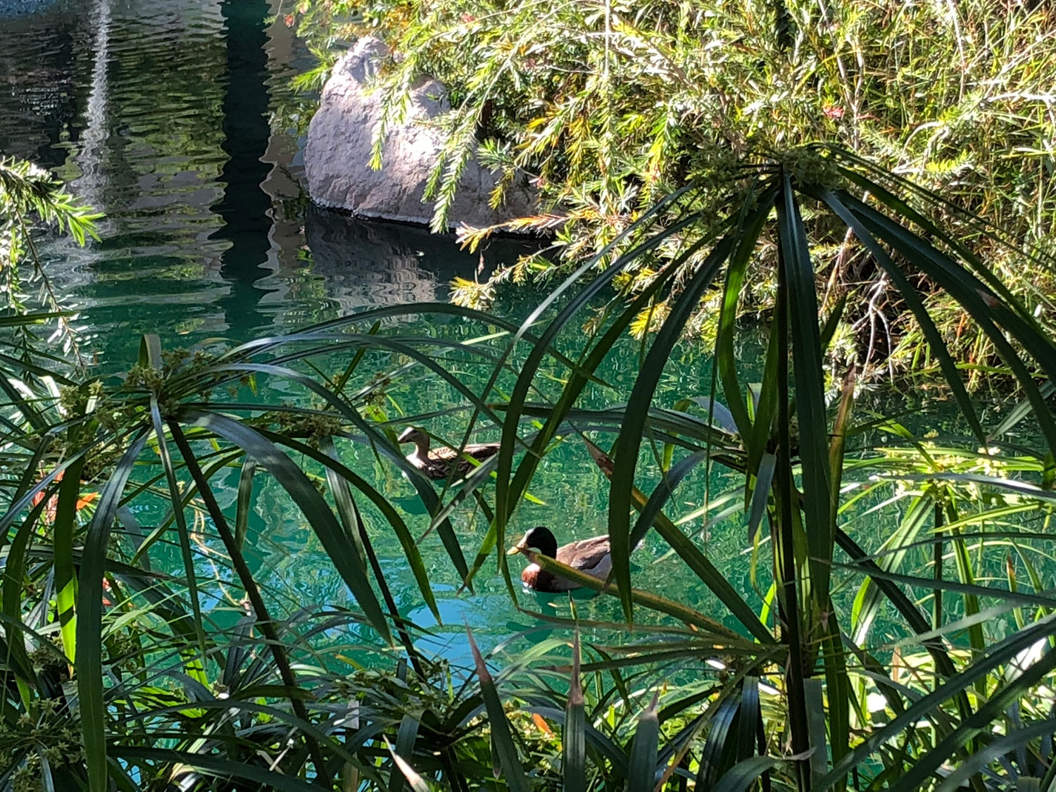 Sun-City-West-Pond