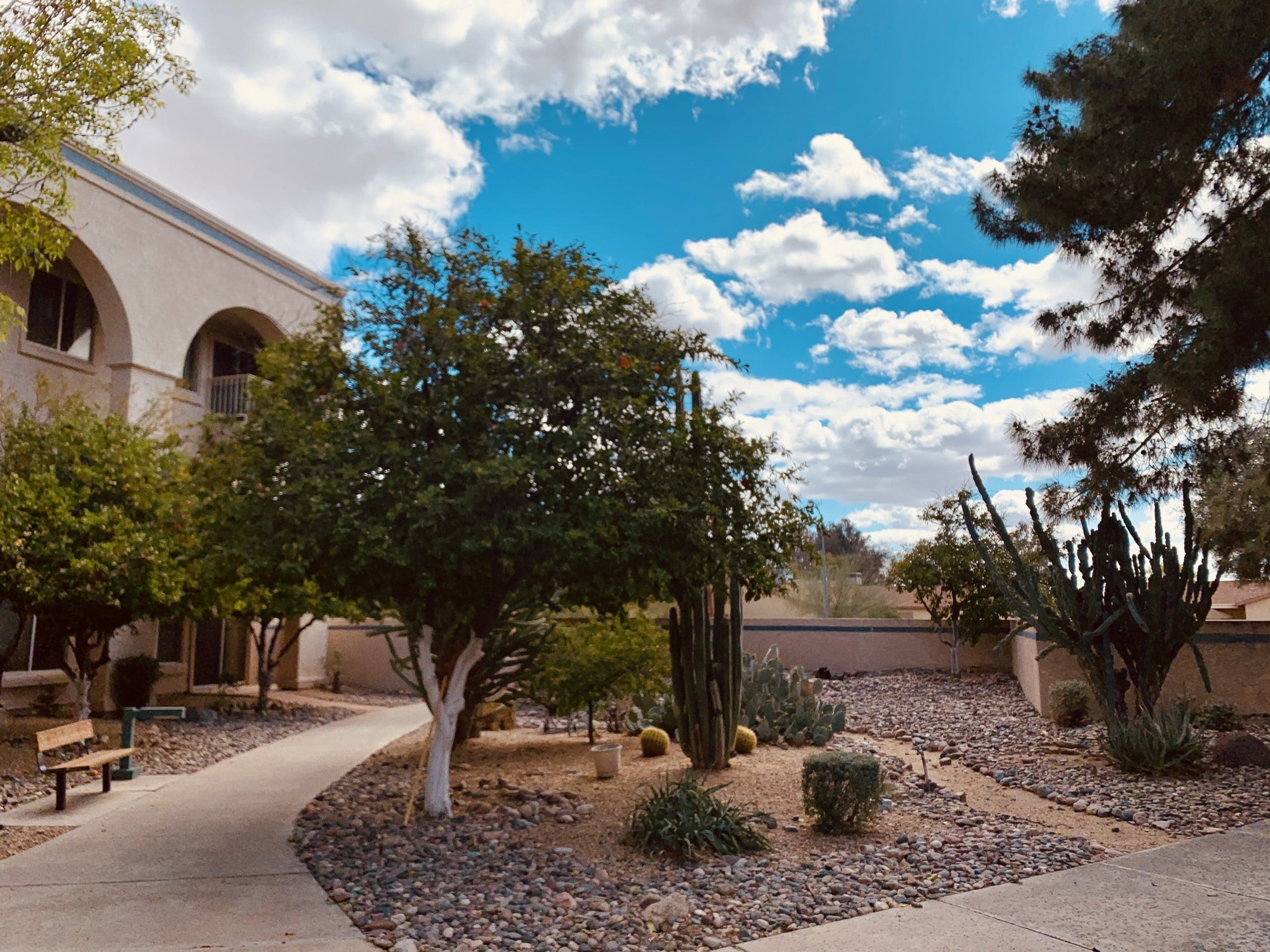Sun City West Citrus Tree